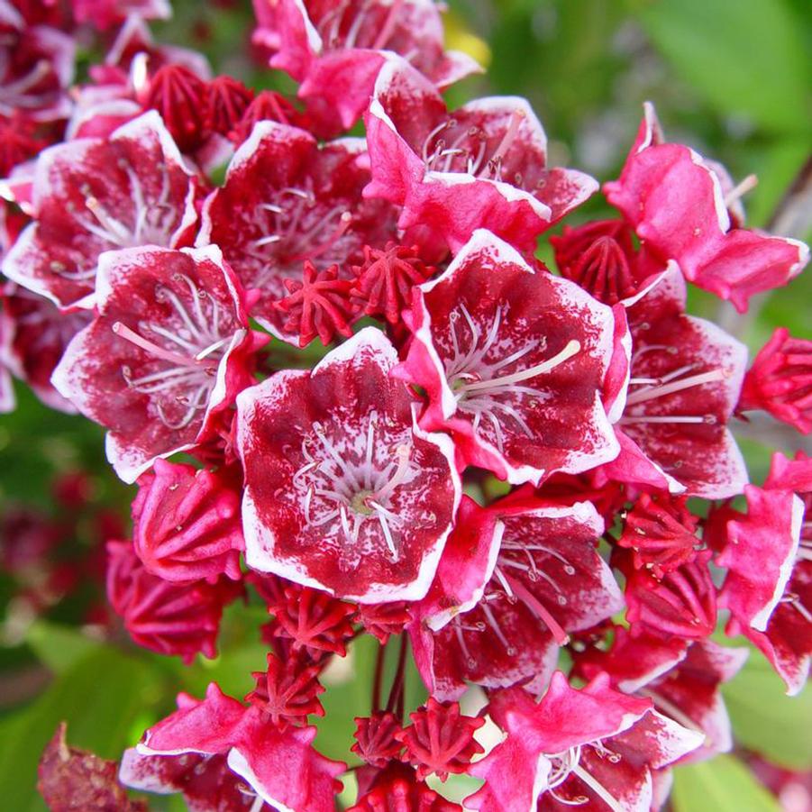Kalmia latifolia Keepsake
