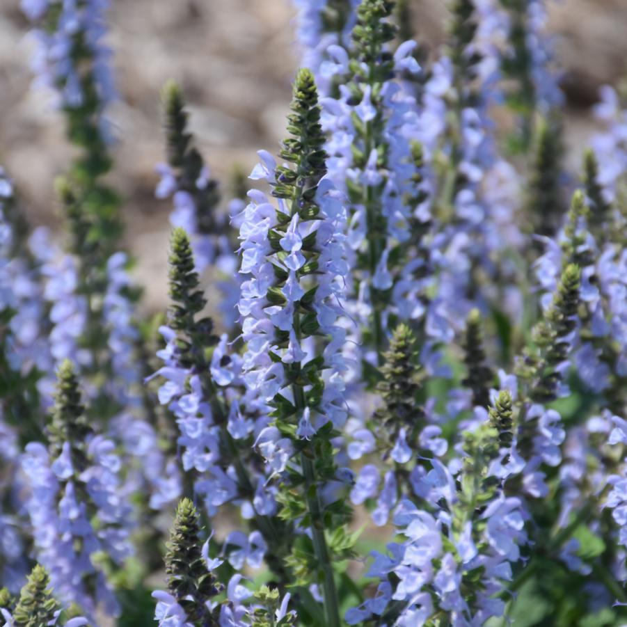 Salvia nemorosa Color Spires® Crystal Blue