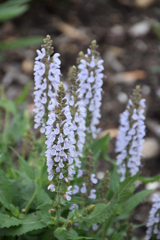 Salvia nemorosa Perfect Profusion
