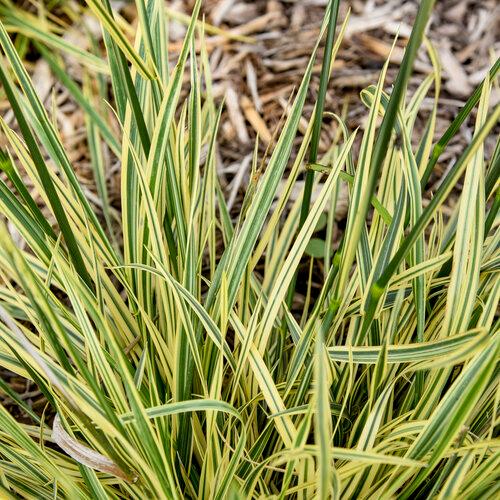 Festuca arundinacea Perfect Edging