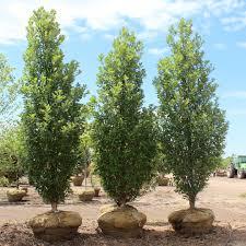 Quercus robur x bicolor Long