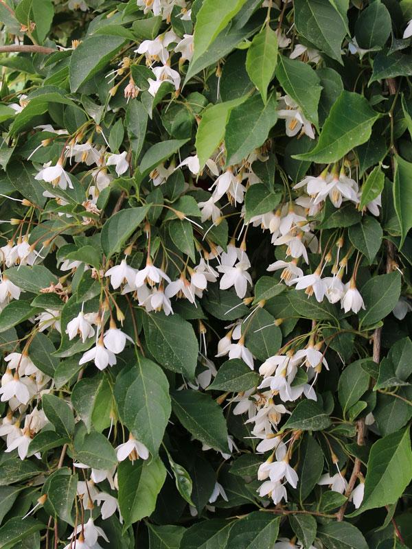 Styrax japonicus Fragrant Fountain