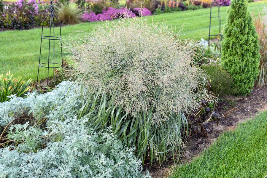 GR-Panicum Niagara Falls PW