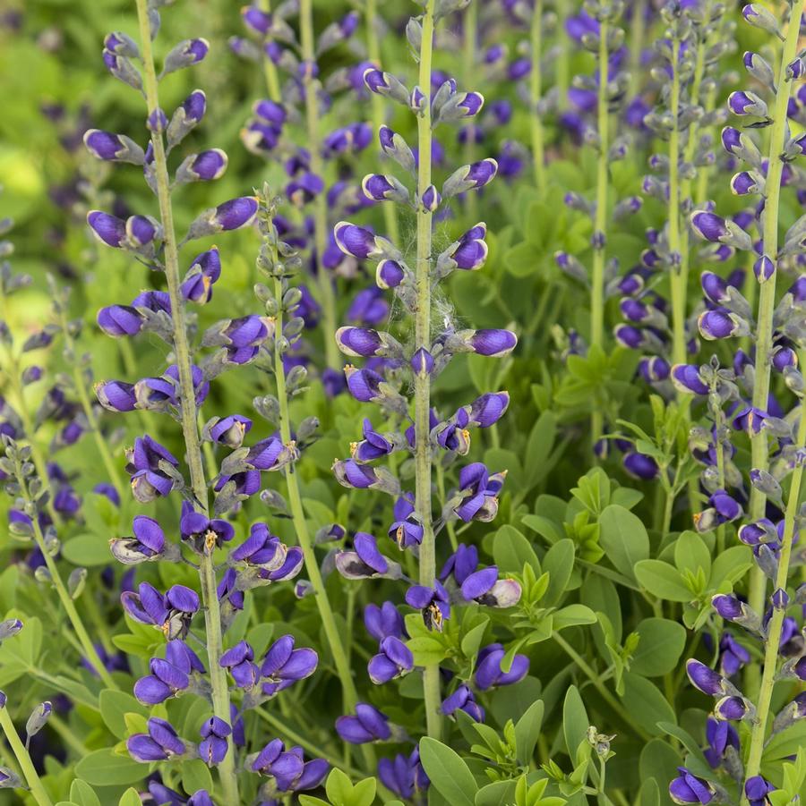 Baptisia Decadence® Deluxe Periwinkle Popsicle