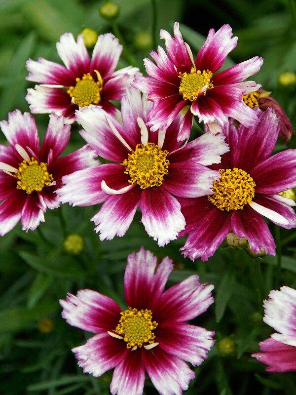 Coreopsis L'il Bang™ Starstruck