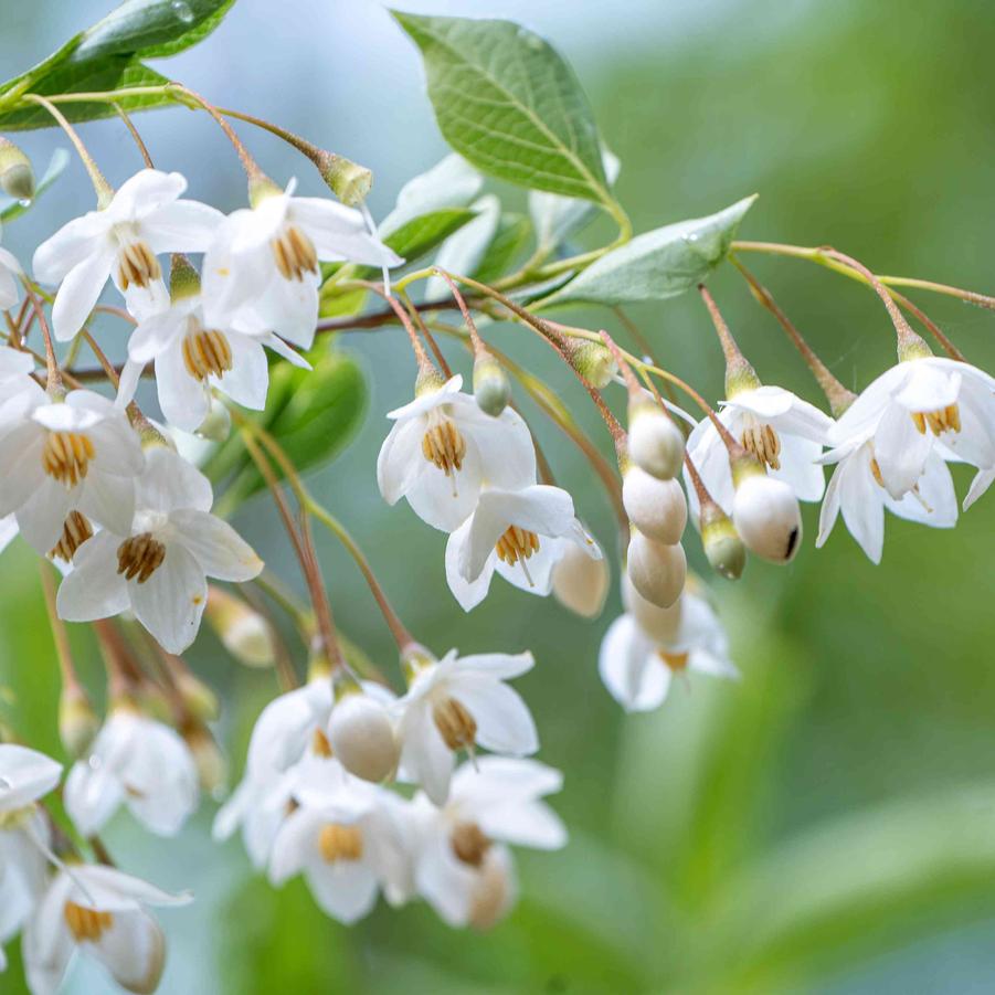 Styrax japonicus Nightfall®