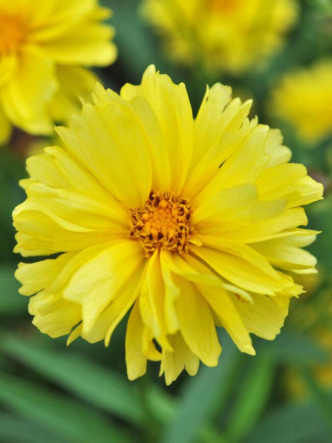 Coreopsis Leading Lady Charlize