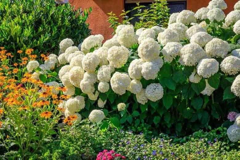 Hydrangea arborescens Annabelle