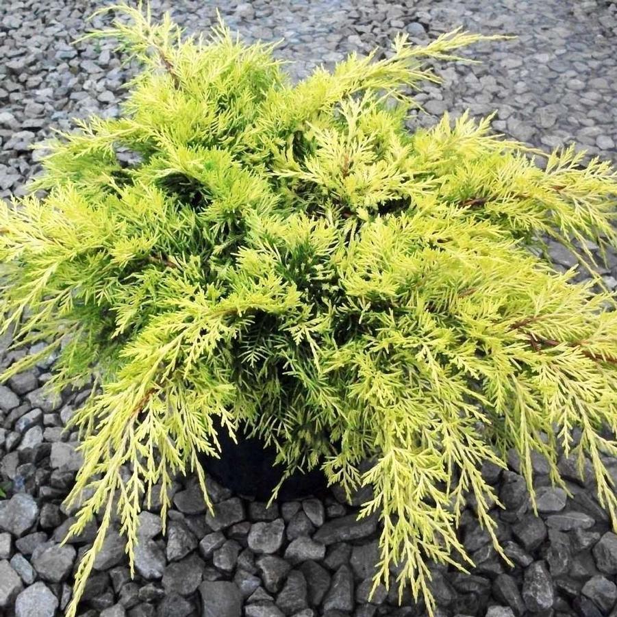 Juniperus chinensis Gold Lace