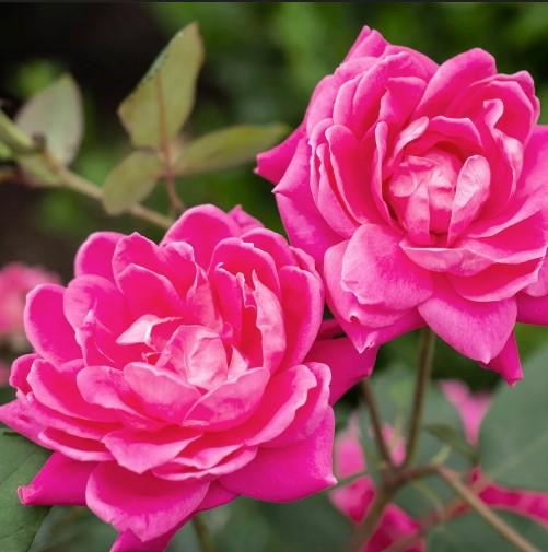 Rosa Knock Out® Pink