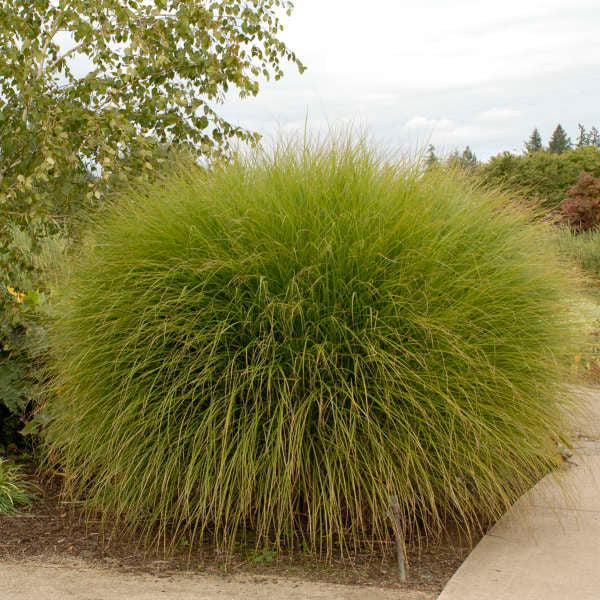 GR-Miscanthus s. Gracillimus