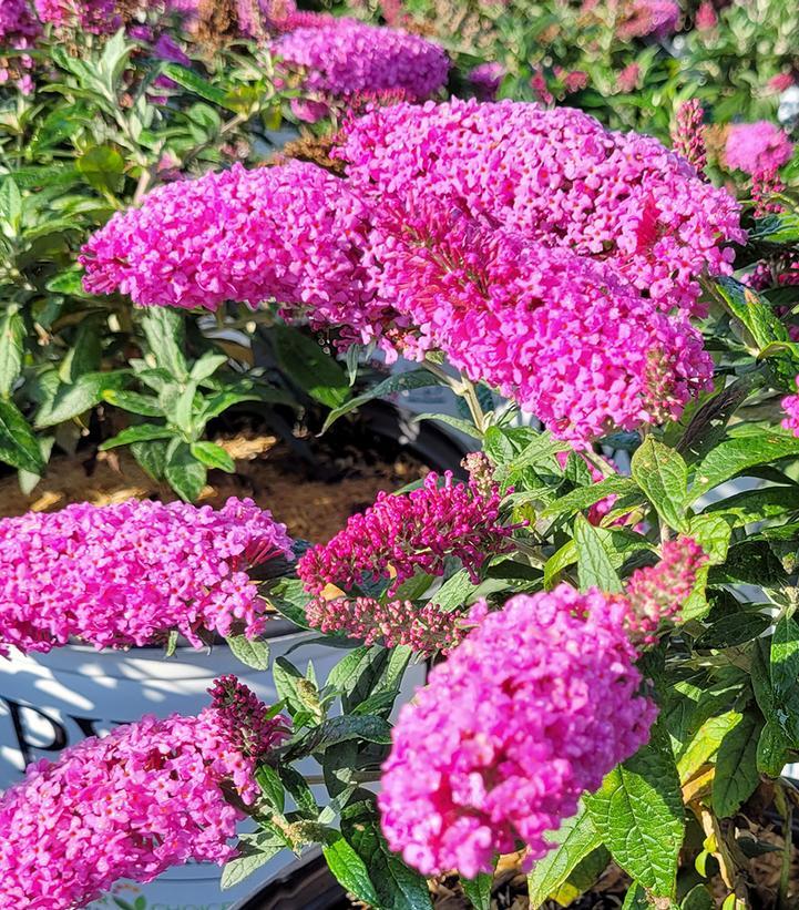 Buddleia Pugster Pink®