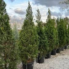 Juniperus chinensis Hetzii Columnaris