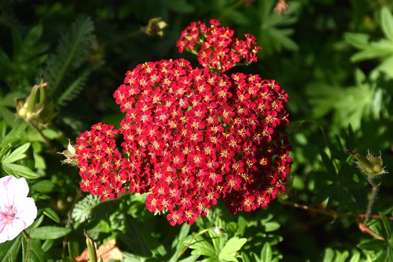 Achillea millefolium Milly Rock™ Red