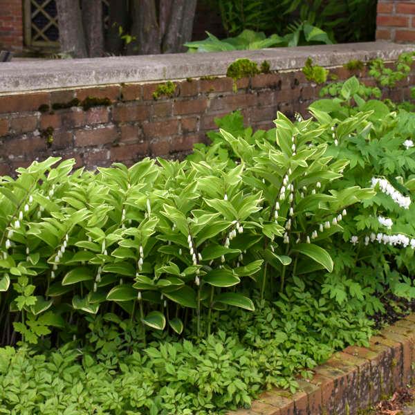 Polygonatum odoratum Variegatum