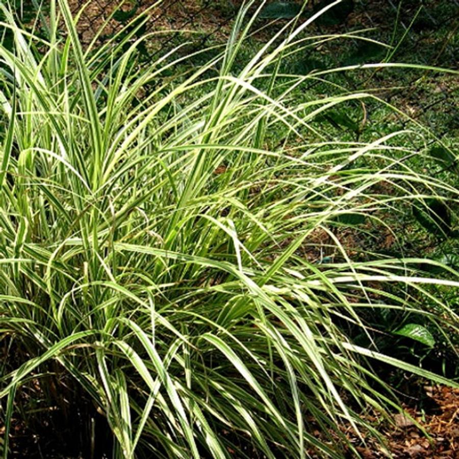 GR-Miscanthus s. Dixieland