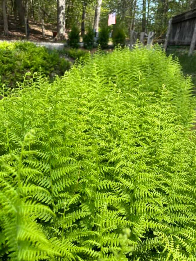 Dennstaedtia punctilobula