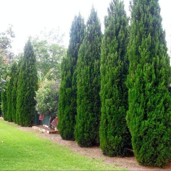 Juniperus chinensis Spartan
