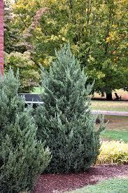 Juniperus scopulorum Blue Haven
