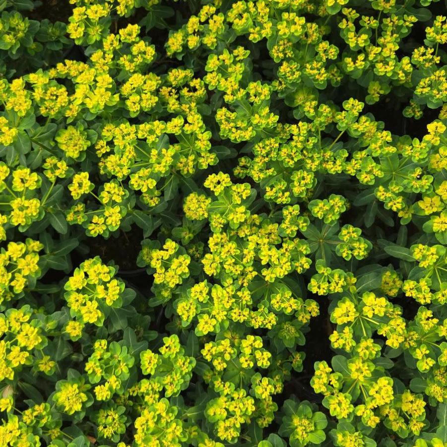 Euphorbia Urge to Splurge