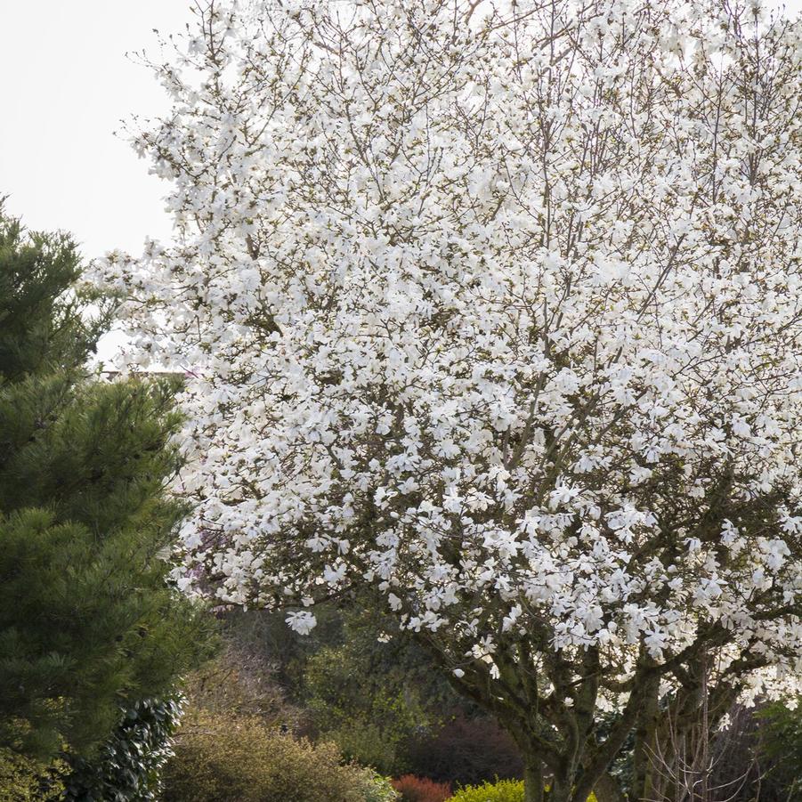 Magnolia stellata Royal Star