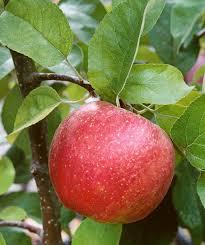 Malus domestica KinderKrisp