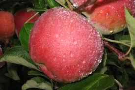 Malus domestica Macoun