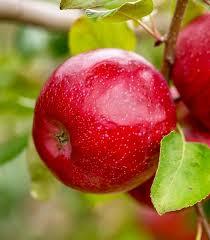 Malus Triumph™