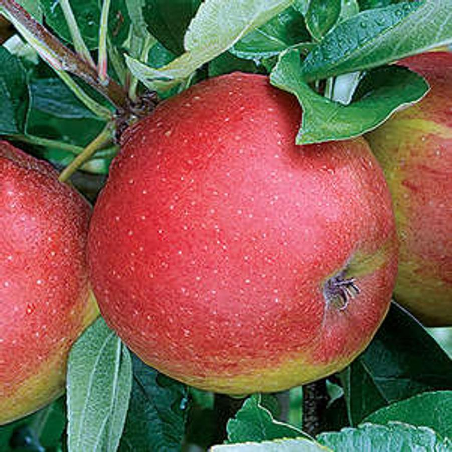 Malus domestica Winecrisp™
