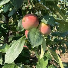 Malus Zestar!®