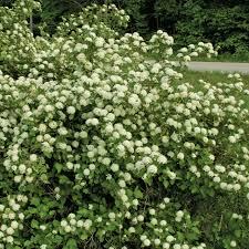 Physocarpus opulifolius