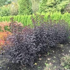 Physocarpus opulifolius Panther®