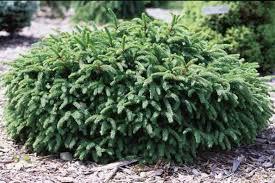 Picea abies Pumila
