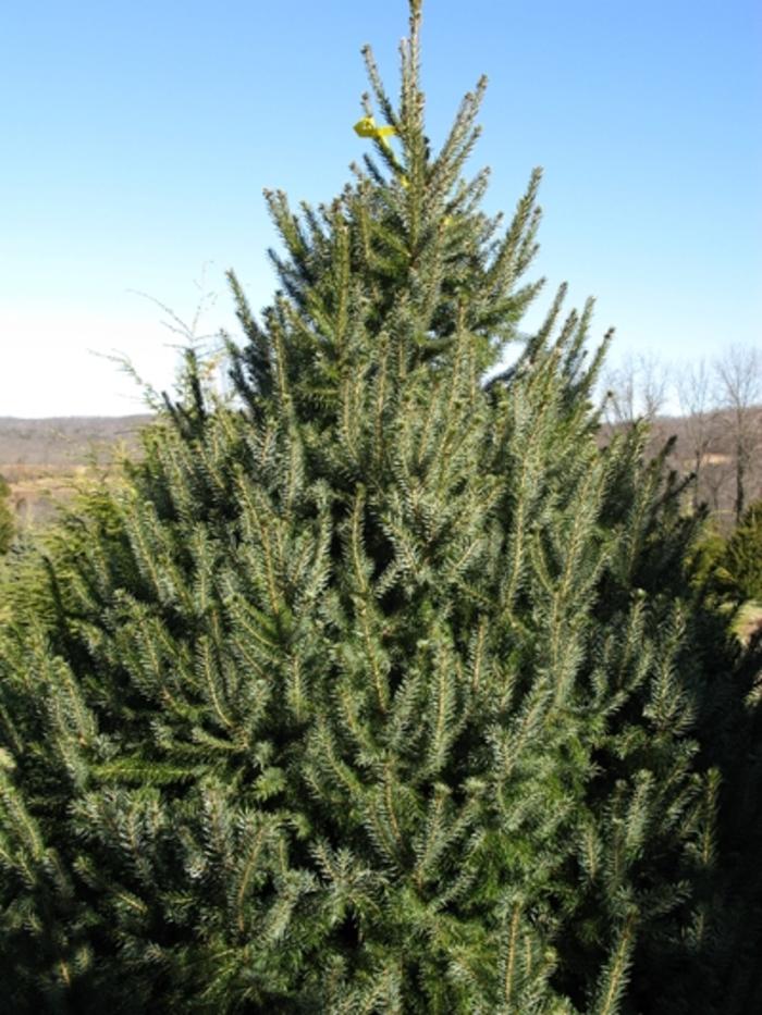Picea omorika