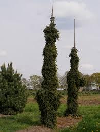 Picea omorika Pendula
