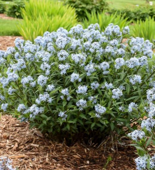 Amsonia Starstruck
