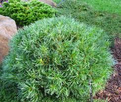 Pinus strobus Green Twist