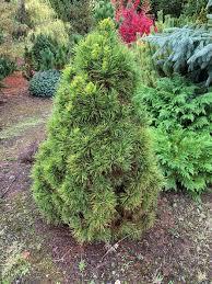Pinus sylvestris Green Penguin.
