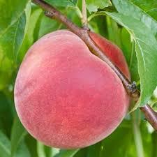 Prunus persica Bailey Hardy