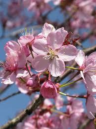 Prunus sargentii Pink Myst®