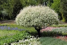 Salix integra Hakuro-Nishiki