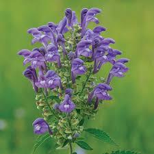 Scutellaria incana