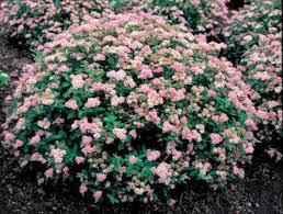 Spiraea japonica Little Princess