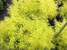 Spiraea thunbergii Ogon