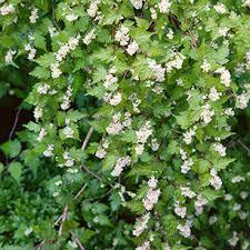 Stephanandra incisa Crispa