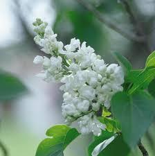 Syringa vulgaris Alba