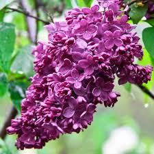Syringa vulgaris Albert F. Holden
