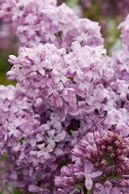 Syringa vulgaris Lavender Lady