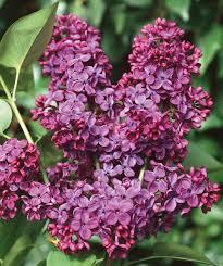 Syringa vulgaris Ludwig Spaeth