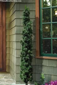 Taxus x media Beanpole